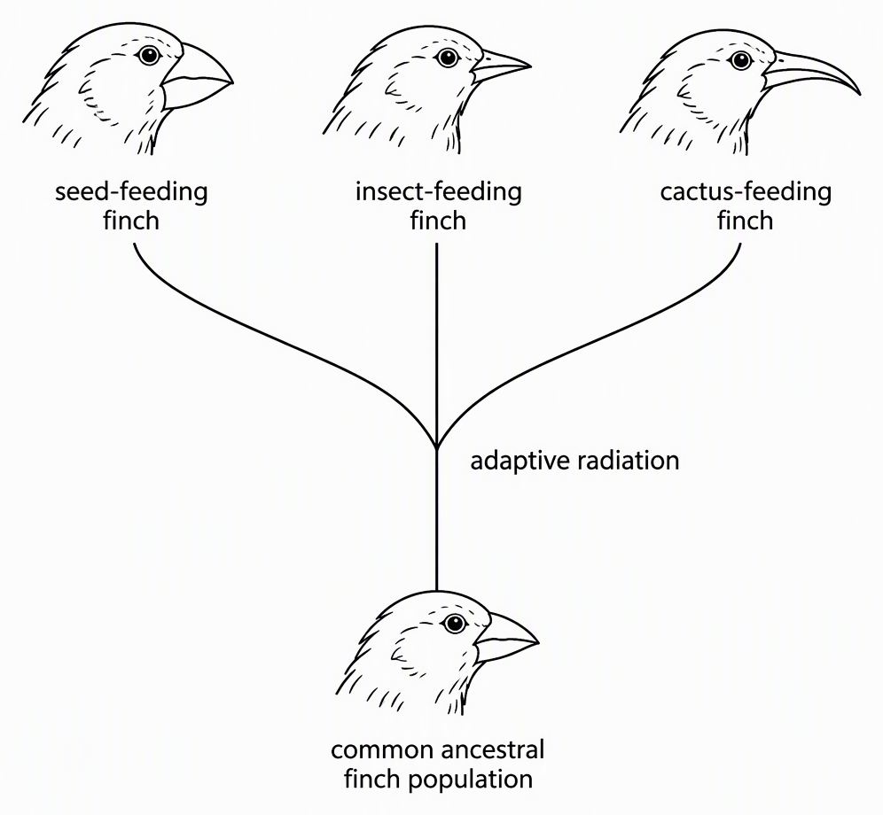 A branching evolutionary tree with a root labelled common ancestral finch population and three descendant branches labelled seed-feeding finch, insect-feeding finch and cactus-feeding finch, with the branching pattern labelled adaptive radiation.