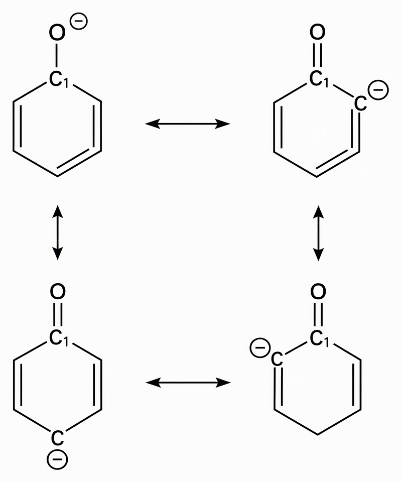 Phenoxide resonance contributors connected by double-headed resonance arrows, showing the oxygen-bearing ring carbon labelled C1, negative charge on oxygen in one contributor and on the two ortho carbons and the para carbon in three others, with all corresponding bond shifts