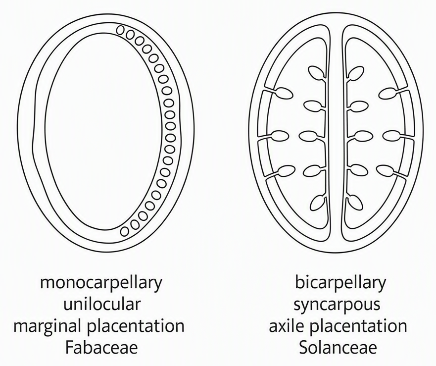 Cross-sections of ovaries where the left shows a single carpel forming one chamber with ovules along one margin labelled monocarpellary unilocular marginal placentation for Fabaceae while the right shows two fused carpels with ovules on a central axis labelled bicarpellary