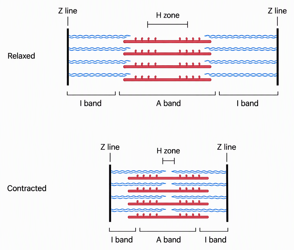 Two aligned sarcomeres labelled relaxed and contracted, each showing Z lines, thin actin filaments, thick myosin filaments, A band, I band and H zone, with identical filament lengths but closer Z lines and greater filament overlap in the contracted sarcomere.