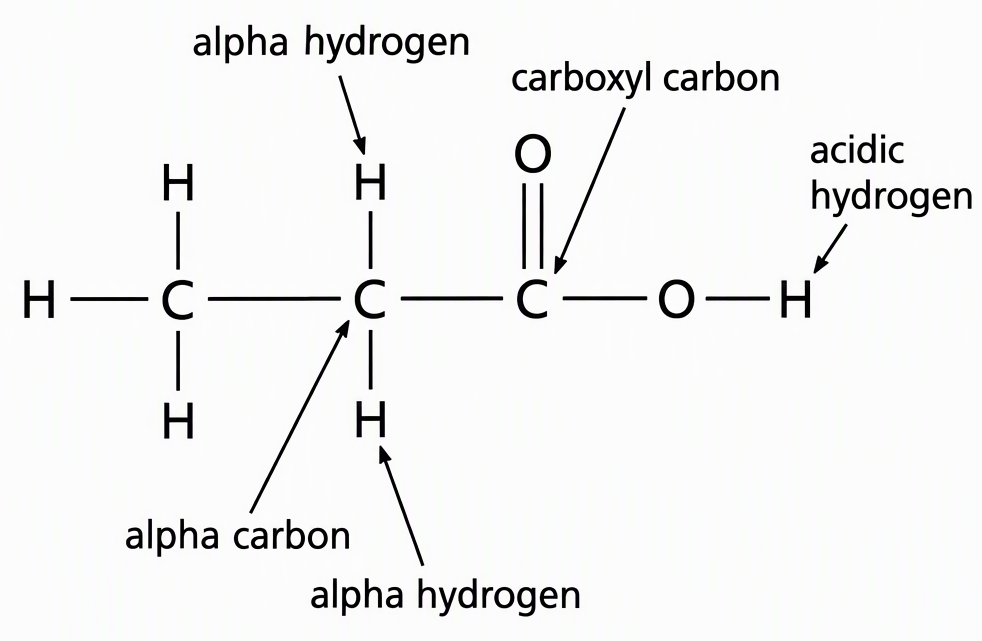 The expanded structure of propanoic acid with its middle carbon labelled alpha carbon, both hydrogens on that carbon labelled alpha hydrogens, the carboxyl carbon labelled separately, and the oxygen-bound hydrogen labelled acidic hydrogen, not alpha hydrogen.