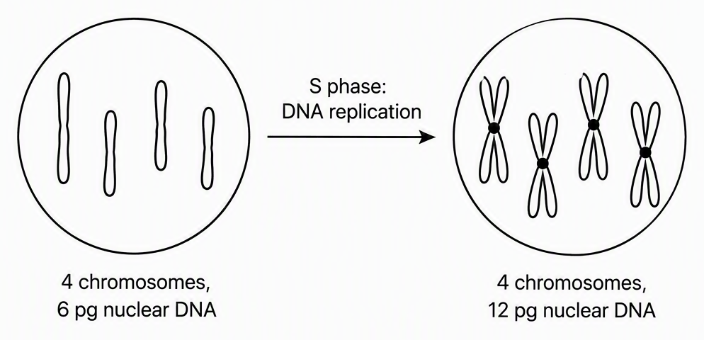 A hypothetical cell before S phase containing four single-chromatid chromosomes labelled “4 chromosomes, 6 pg nuclear DNA”, an arrow labelled “S phase: DNA replication”, and a cell after S phase containing four two-chromatid chromosomes with each centromere marked, labelled “4