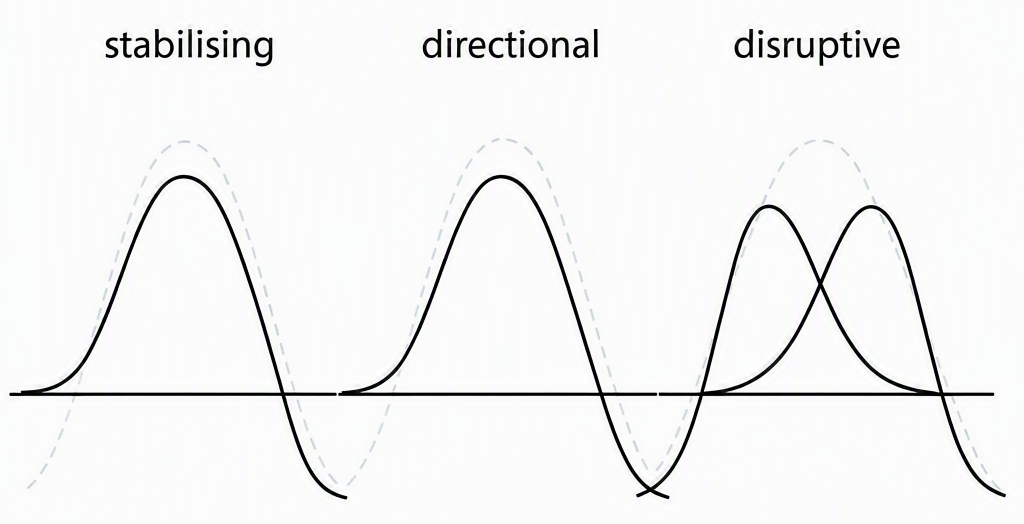 Three side-by-side phenotypic frequency curves labelled stabilising (narrowed bell curve centred on original mean), directional (shifted peak toward one extreme), and disruptive (two peaks at both extremes with reduced frequency at the mean)