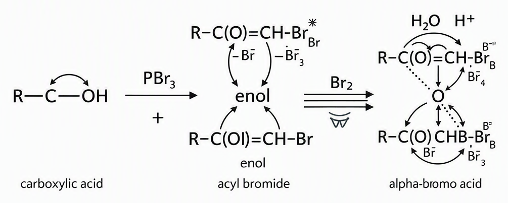 Hell-Volhard-Zelinsky reaction showing carboxylic acid reacting with PBr3 to form acid bromide, enol form attacking bromine, and final hydrolysis step yielding alpha-bromo acid with all charges and intermediates labelled
