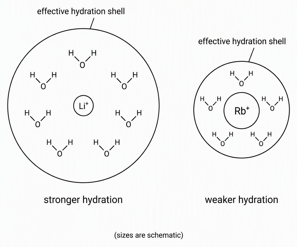 A schematic comparison with a small central ion labelled lithium ion inside a large boundary labelled effective hydration shell and a larger central ion labelled rubidium ion inside a smaller boundary labelled effective hydration shell, with captions stronger hydration and